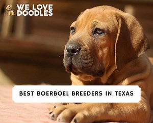 5 Best Boerboel Breeders in Texas! - We Love Doodles
