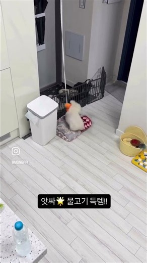 강아지 놀이 다이소 3천원으로 사기 #강아지 #댓글 #좋아요 #구독