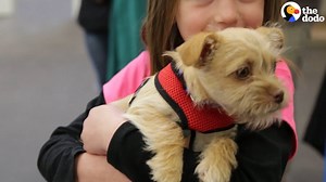 904K views · 35K reactions | All of these dogs are meeting their new family for the first time ❤️ | The Dodo | Facebook