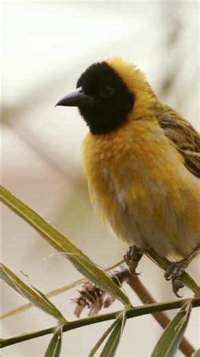 Birds chirping #nature # viral video #. short videos #