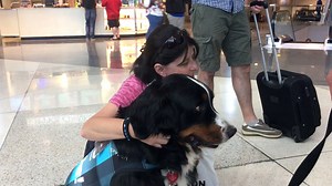 5.9K views · 228 reactions | Shogun is a member of our beloved Canine Airport Therapy Squad (CATS) - look for him & 70+ other CATS at DEN next time you fly! | Denver International Airport | Facebook