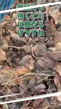 ゴミが浮く水面、そのゴミをガツガツ食べるものとは？在来種と思われがちな外来魚、生態系の破壊力はヤバい。