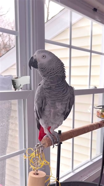 Symon the African Grey Parrot Makes an Announcement 🦜💩🚽