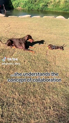 The Squeaky Adventures of Dora on TikTok