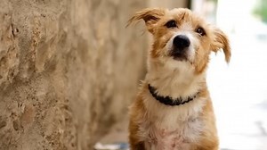 How one service dog helped a veteran speak again after PTSD