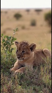 This one-month-old lion cub rests and explores its surroundings, showing early life behavior in the wild. Calm, natural footage captured in a BBC Earth–style documentary approach. Perfect for wildlife lovers and nature fans. #lioncub #wildlifeshorts #lion #safaripark | Wild Zone