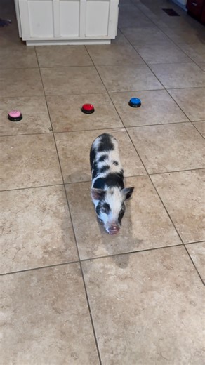 Oliver wanted to show you he knows the sing button . He seems to love this button almost as much as treat please . I hear him playing his button at night when he’s in his room . | Stephanie Blake Leingang