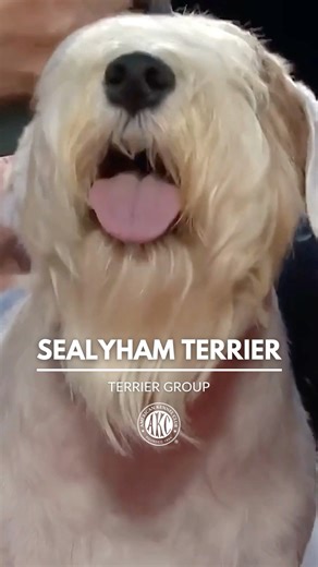 Sealyham Terriers are brave, spirited, have a sense of humor, and make sturdy companions. They also make excellent watchdogs due to their alertness and big-dog bark! 📢 Learn more: https://bit.ly/4ojGUUJ | American Kennel Club