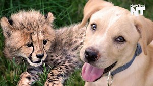 Lonely cheetah cub makes best friends with puppy, becomes most adorable BFF duo ever | NowThis