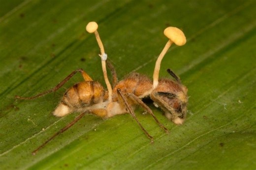 Ants Infected by Cordyceps Fungus Become "Zombies"