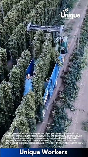 Hop harvesting machine: people harvesting hops with a machine