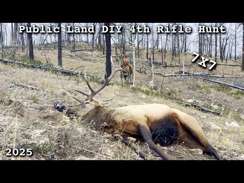 Late Season Colorado Elk Rifle Hunt - Public Land DIY