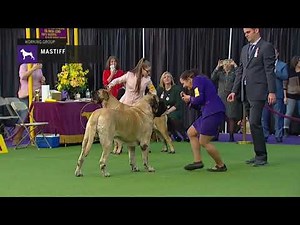 Mastiffs | Breed Judging 2019