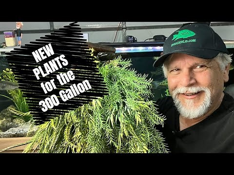 New Artificial Plants from Elite Cichlids Go into the 300 Gallon Aquarium!
