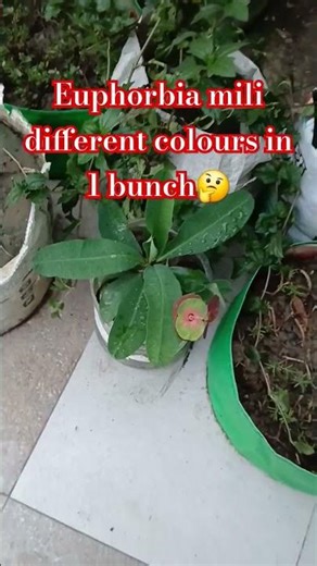 different colours in euphorbia mili# nature#flowering plant#summer plant