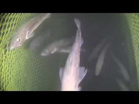 Hake Fishing with SeaTrex HD live view trawl net camera system