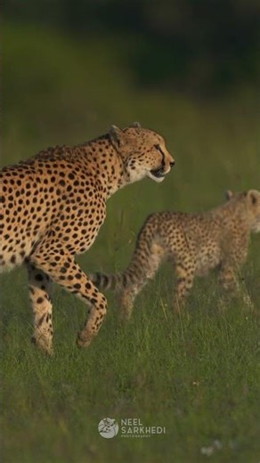 Cheetah Cub Running – Tiny Legs, Giant Speed 🐆👶 | Neel Sarkhedi