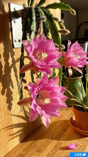Cactus Bloom Time-Lapse: Hanging vs Upright Flowers Side by Side