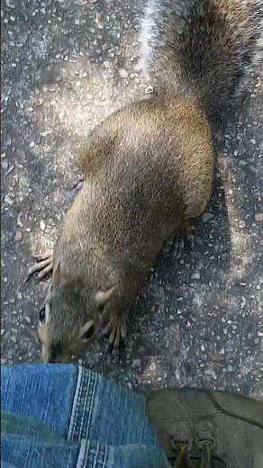 Squirrel Attacks Man || ViralHog