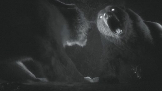 Cave lion vs cave bear