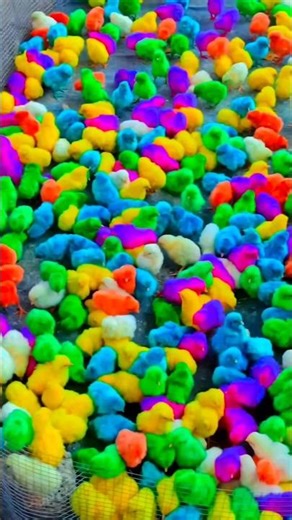 Never buy chicks sold on the roadside #shorts #chicks