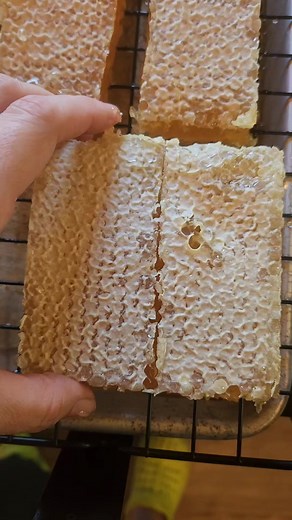 Splitting the honey comb into half-comb sized cuts. They make the perfect trial size for the epicurious!! #honeycomb #michiganmade #otsegomichigan #rawhoney #jonnybeegoods | Jonny Bee Goods