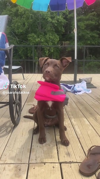 Cameo Thank You with Dogs at the Lake