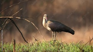 Side profile of a hadada ibis standing on a grass lawn.