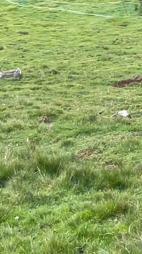 1.6M views · 2.7K reactions | Long netting  #hunter #hunting #hunt #destiny #outdoors #deerhunting #huntinglife #huntingseason #jagd #chasse #nature #bowhunting #caza #deer #jakt #wildlife #archery #j #caccia #huntress #hunterxhunter #hunters #bowhunter #ps #whatgetsyououtdoors #wild #warlock #deerseason #titan #huntingdog | Charm Hunter | Facebook