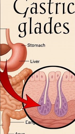 Gastric Glands | Functions, Enzymes & Digestion Explained | #gadtricglands #digestivesystem