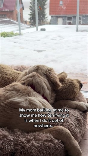 Understanding Your Golden Retriever's Behavior