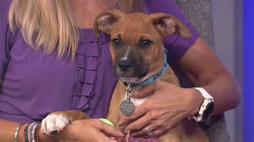 Petline 9: 3-month-old Slurpee looking for forever home
