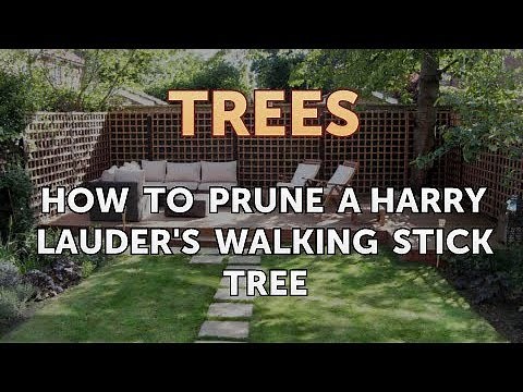 How to Prune a Harry Lauder's Walking Stick Tree
