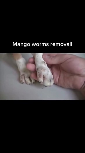 Mango worms removal from dog. #dog #dogsoftiktok #dogs #dogsofttiktok #doglover #doggo #doglove #doglife #animals #rescuedog #fyp #fypシ #fypage #fypシ゚viral #fypp #fyppppppppppppppppppppppp #fypツ #foryou #foryoupage #foryourpage