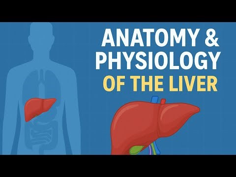 Liver: The Anatomy & Physiology Explained