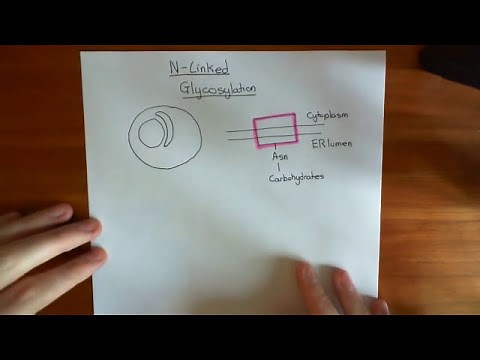N-Linked Glycosylation Part 1