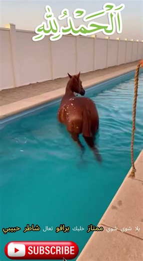 شاهد الحصان يستمتع في الماء #horses #pool #amazing
