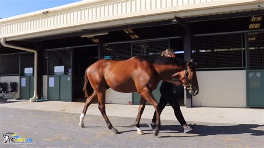Curtis Racing Stables | Magic Millions 2026 Lot 710 Russian Revolution x Queen of Dubai colt Outstanding value colt, by a group 1 winning & multiple group 1... | Instagram