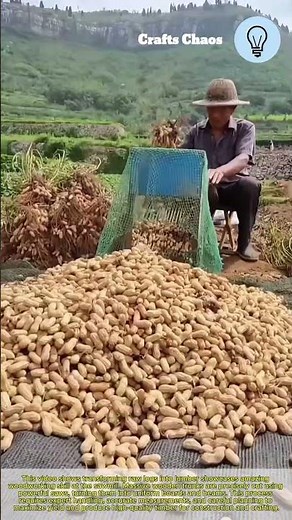 Peanut farming insane technique: picking fresh peanuts harvested from the field