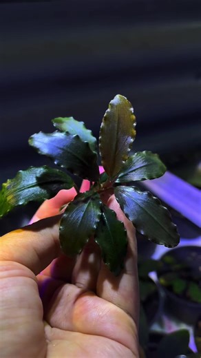 beautiful bucephalandra in my hand🥰🪴 #aquaticplants #aquascape #plantedtank #exportplants #bucephalandratank #plantexportworldwide #anubias🌱 #rareplants