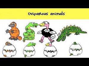 Oviparous Animals Giving Birth