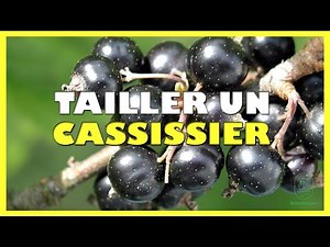 Quand et comment tailler un cassissier