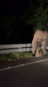 Haati manje upar bhej ne wala saati 😂😂😂 | Mohammed Shahil