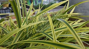Types Ornamental Grass On Side Road Stock Footage Video (100% Royalty-free) 3526529647 | Shutterstock