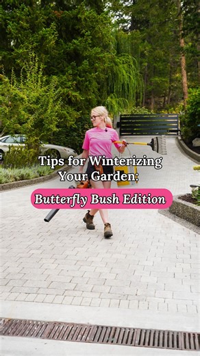 Margaret Valley Landscaping 💐💕🐝 on Instagram: "If you have a buddleia (aka butterfly bush) in your garden, here is how we recommend preparing it for winter so it can stay protected the whole season and still look lovely in the spring 🦋✨ #okanaganlandscaping #kelownagardening #okanagangardens #ylwlandscapers"