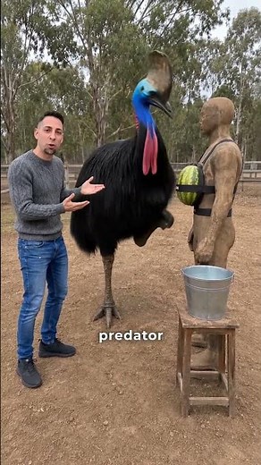 Cute Babies 🐣Hide a Deadly Secret #cassowary #animals