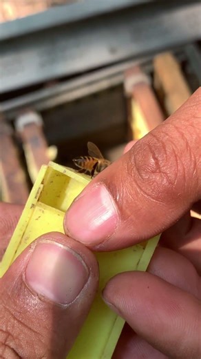 Queen Control = Colony Success 👑🐝 | Beekeeping Tips