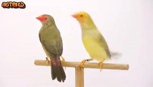 82K views · 2.2K shares | Les oiseaux exotiques | Astrild | Facebook