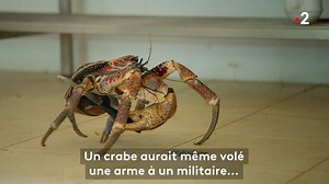 Ils volent vraiment tout et n'importe quoi ! 😅 | France tv