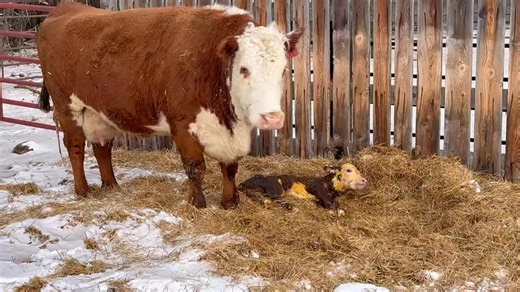 The super cow 0003H calved this morning. She is the dam of our 2106K and 4265M herd bulls. She has 6 powerhouse sons selling in our 60th Annual Sale on March 9th. Top 17% of the breed or higher on 14 different traits. A fantastic phenotype and a great udder. And a 370 day calving interval. Also a dam that is 8, a granddam that is 14, and both are still in production. Longevity and quality! The Holden Line One female factory! If you want cows that look like this, use Holden Bulls!Making cowherds 